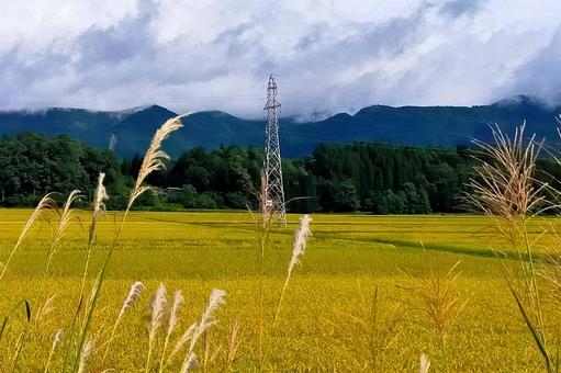 2025年9月の里山24 田んぼ,水田,稲の写真素材