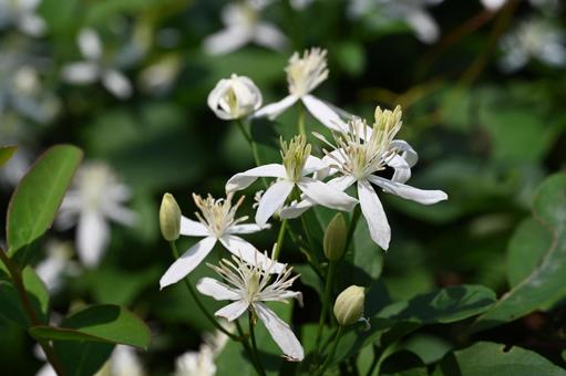 軽井沢町植物園で撮ったセンニンソウ 軽井沢町植物園で撮ったセンニンソウの写真