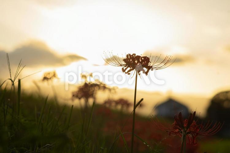 彼岸花と夕焼け 彼岸花,ヒガンバナ,夕日の写真素材
