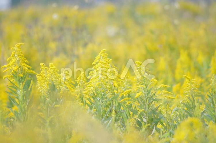 セイタカアワダチソウの群生 セイタカアワダチソウ,黄色,野生の写真素材