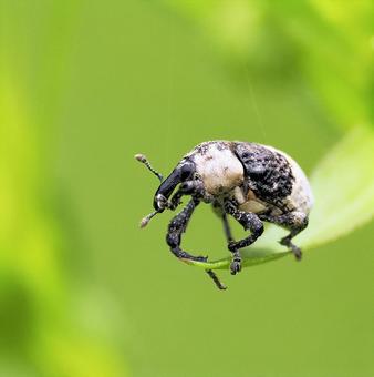 オジロアシナガゾウムシ オジロアシナガゾウムシ オジロアシナガゾウムシ,パンダゾウムシ,昆虫の写真素材