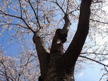 白い花の桜-36 白い花の桜-36 桜,花びら,白色の写真素材