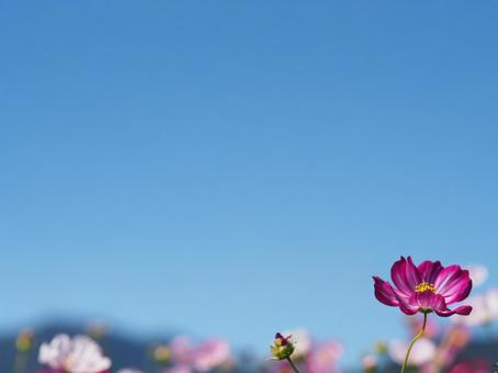 コスモスと空 青空とコスモス,秋の風景,自然の写真素材
