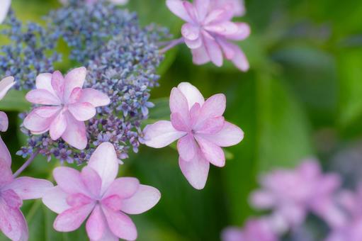 紫陽花13 紫陽花13 紫陽花,植物,花の写真素材