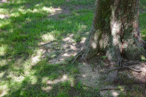 The base of a tree and sunlight filtering through the trees, root, shade of tree, sunbeams leaves, JPG