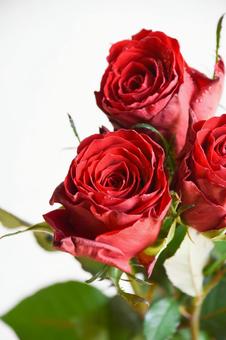 赤いばらの写真