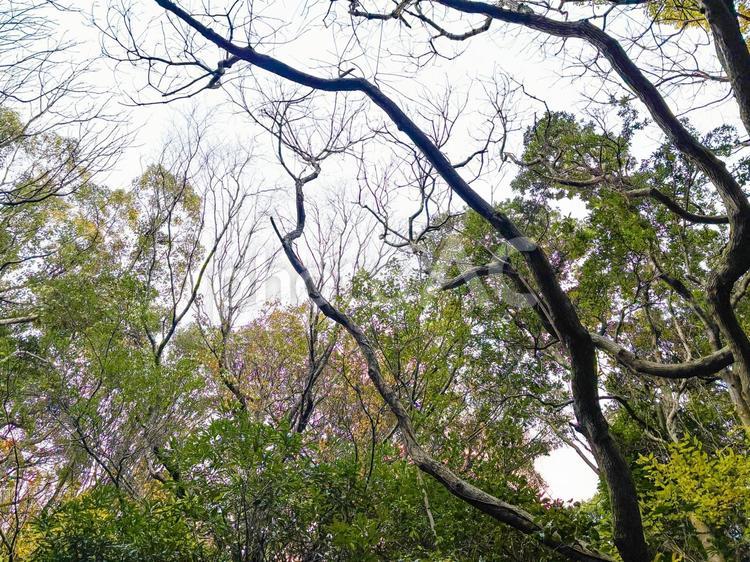 森の中の木と空01 森,木,空の写真素材