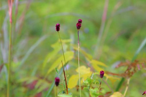 Photo, kobe city forest botanical garden, autumn, natural, 