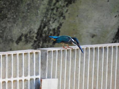 排水口の前にいるカワセミ 飛ぶ寸前 排水口の前にいるカワセミ 飛ぶ寸前の写真