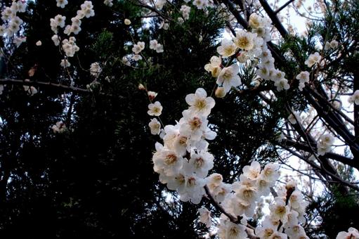 梅の花 梅の花の写真