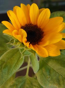 sunflower, JPG sunflower, JPG