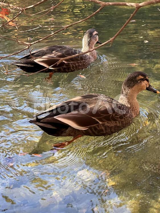 ２羽のカモ カモ,自然,湖の写真素材