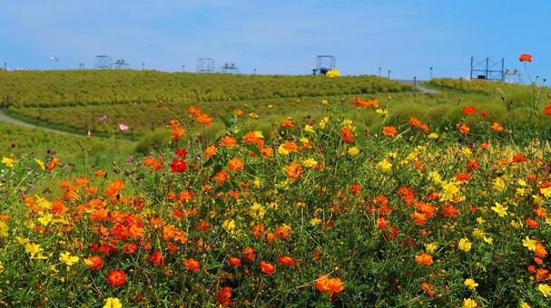 ひたち海浜公園・黄花コスモスの花＆コキア 初秋,国営ひたち海浜公園,キバナコスモスの写真素材