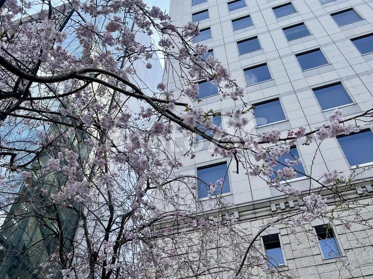 しだれ桜 さくら,桜,葉桜の写真素材