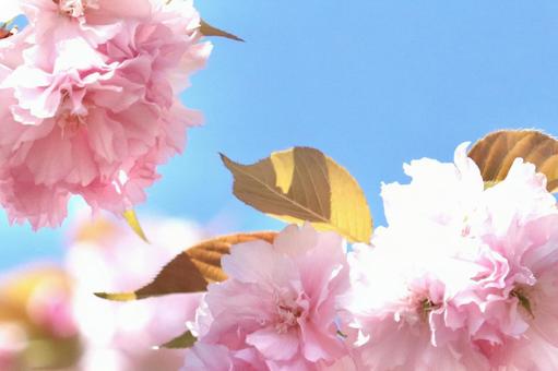 八重桜の背景素材 八重桜の背景素材の写真