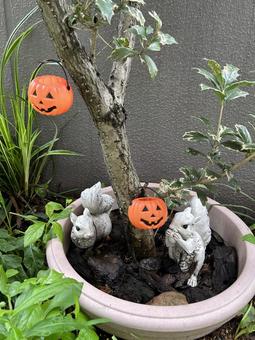 庭のリスとかぼちゃ飾り 庭のリスとかぼちゃ飾り ハロウィン,かぼちゃ,ジャックオランタンの写真素材