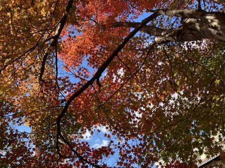 紅葉と青空 紅葉,もみじ,秋の写真素材