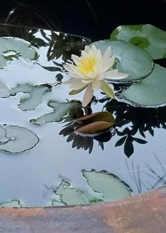 睡蓮 睡蓮の写真