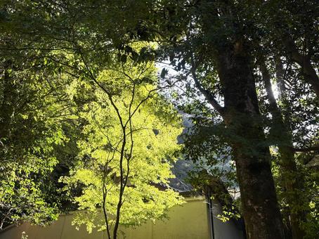 青紅葉 木,森林,木々の写真素材