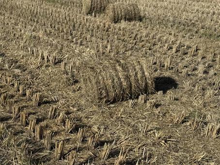 晩秋の田んぼ（藁ロール） 秋,朝,景色の写真素材