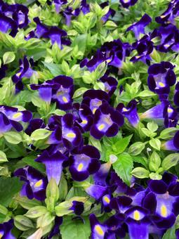 Torenia, JPG