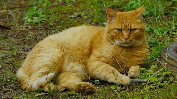 Photo, cat, animal, landscape, 