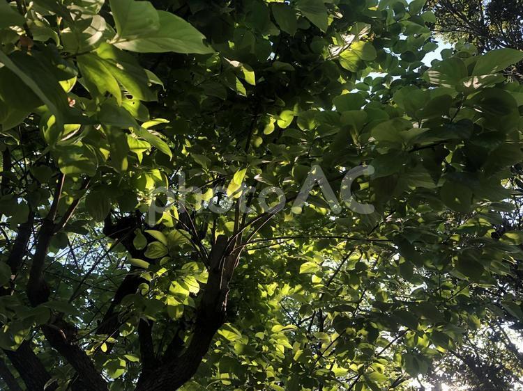 朝の木漏れ日 葉,木,多摩川台公園の写真素材