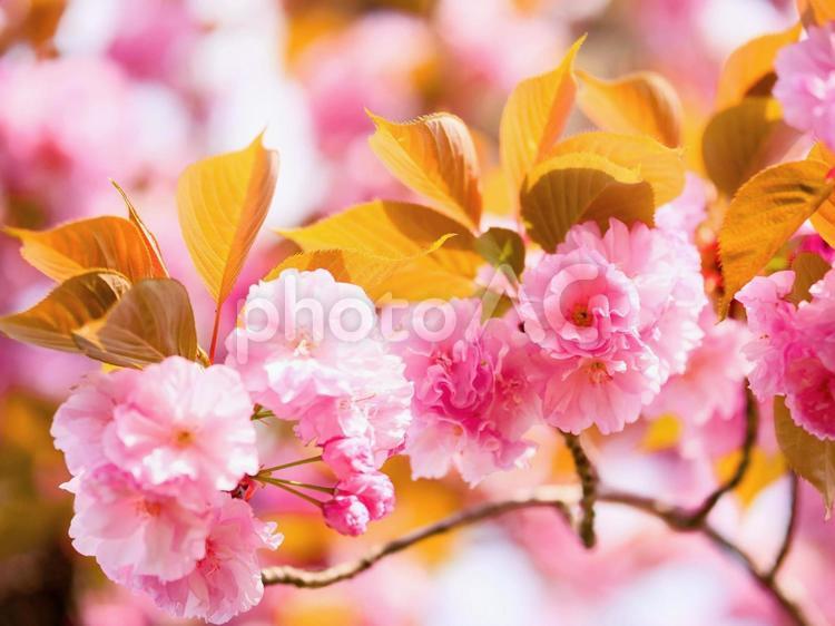 ピンクが美しい八重桜の花 八重桜,桜,花の写真素材