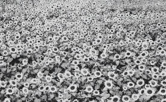 モノクロのひまわり畑、夏の思い出﻿ ひまわり,ヒマワリ,向日葵の写真素材