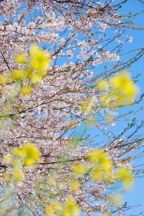 桜と菜の花と青空 桜,菜の花,春の写真素材