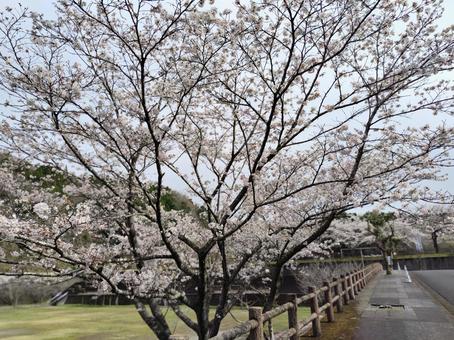 霧島の桜 霧島の桜 桜,霧島の桜,お花見の写真素材