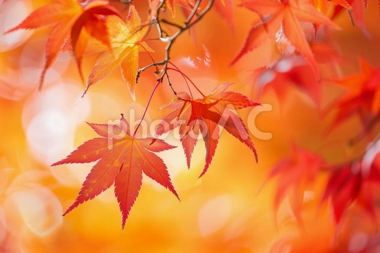 秋を彩るモミジの葉と美しいボケ背景 紅葉,モミジ,葉の写真素材