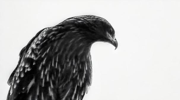 トビグレー 野鳥,鳥,トビの写真素材