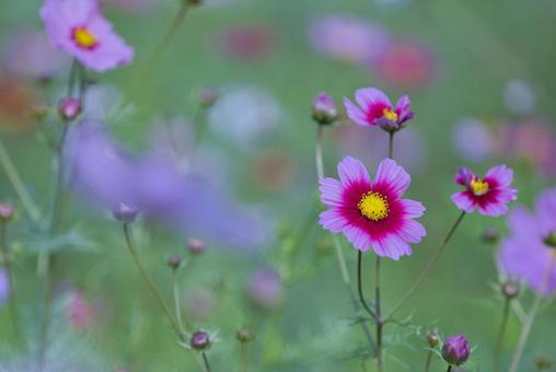 深秋の香り秋桜 深秋の香り秋桜の写真