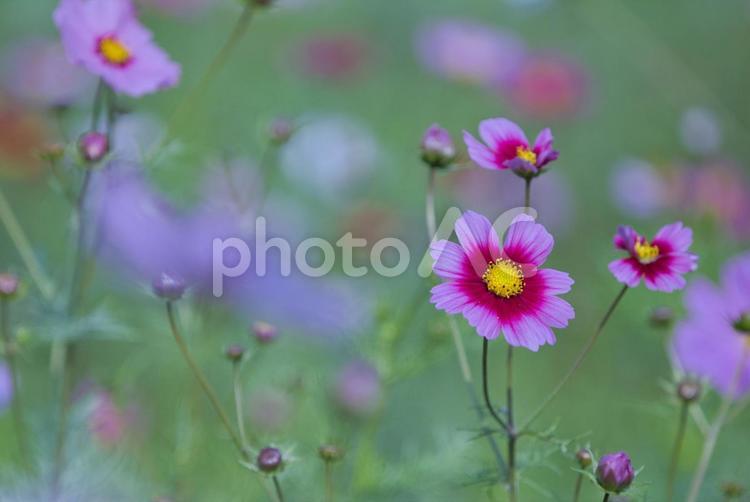 深秋の香り秋桜 コスモス,自然,秋の写真素材