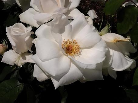 花・マーシャ スタンホープ 花・マーシャ スタンホープの写真