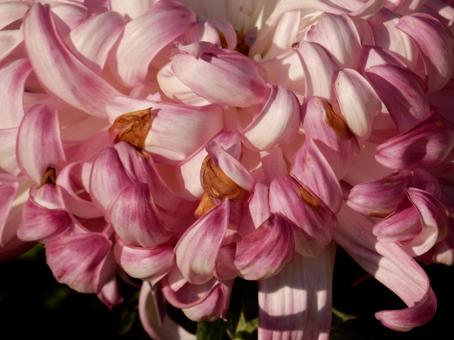 【風景写真】福山菊花展覧会の風景 キク,菊,菊花展の写真素材