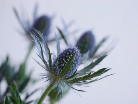 エリンジウム＊青い花 エリンジウム,エキゾチック,青い花の写真素材