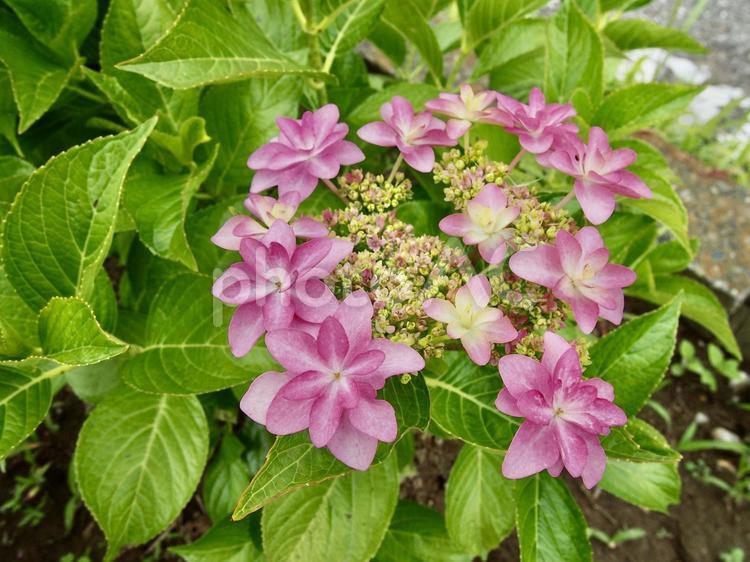 これから咲こうとする紫陽花の花4 あじさい,紫陽花,アジサイの写真素材