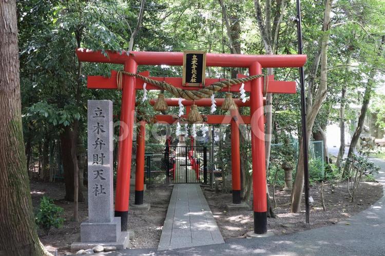 立木神社　立木弁財天社 立木神社,立木弁財天社,たちきじんじゃの写真素材