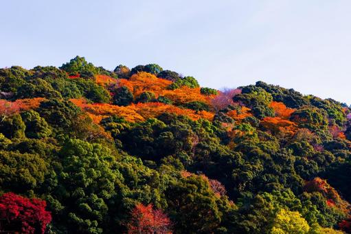 紅葉風景 紅葉風景,紅葉,箕面の写真素材