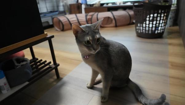 アビシニアンが毛づくろいを始める アビシニアンが毛づくろいを始めるの写真