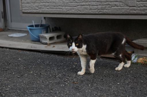 地域で飼われている黒猫 地域で飼われている黒猫の写真