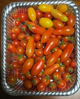 R7.9.18 自家栽培ミニトマトの収穫 R7.9.18 自家栽培ミニトマトの収穫の写真