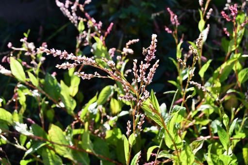 タデアイの花 タデアイ,アイ,藍の写真素材