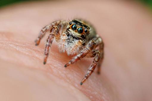 つぶらな瞳が愛らしいハエトリグモ つぶらな瞳が愛らしいハエトリグモ 自然,昆虫,虫の写真素材