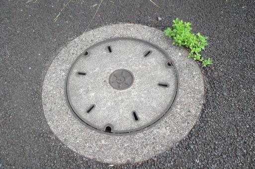 マンホールと植物 マンホール,丸,コンクリートの写真素材