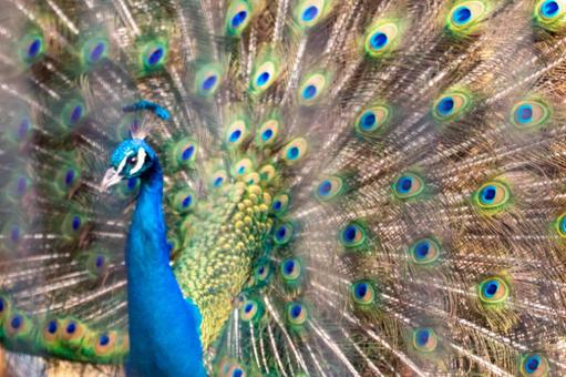 孔雀の写真素材 写真素材なら 写真ac 無料 フリー ダウンロードok