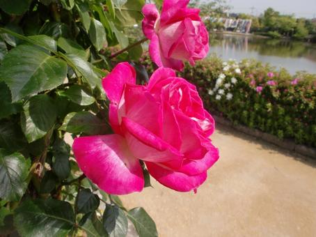春のバラの花 春のバラの花の写真