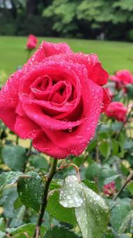 雨上がり、深紅の薔薇 雨上がり、深紅の薔薇 薔薇,バラ,深紅の写真素材